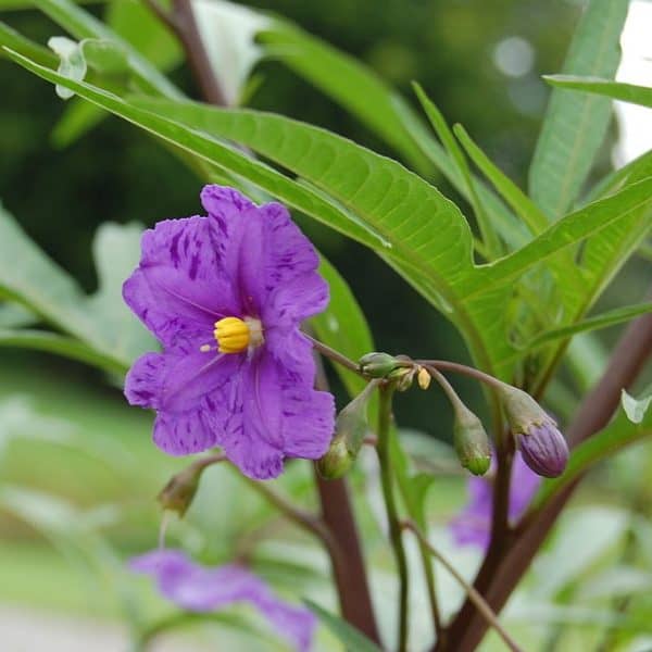 Kangaroo apple, Solanum laciniatum