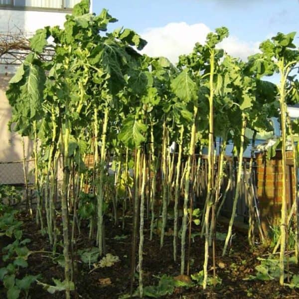 Jersey cabbage, Brassica oleracea longata