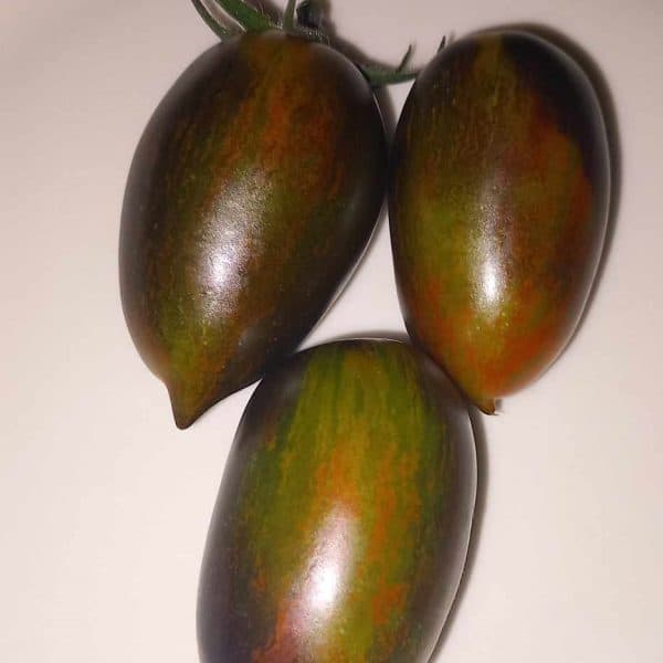 Brad's atomic grape, Solanum lycopersicum