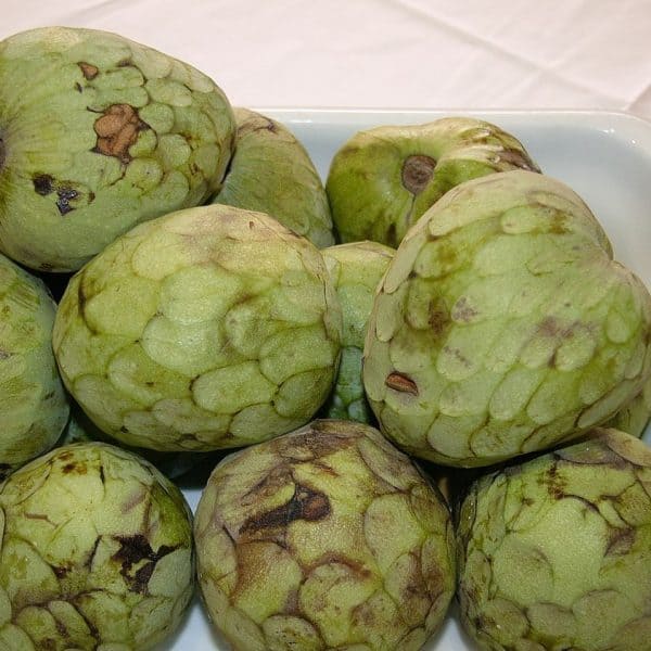 Cherimoya seeds, Annona cherimola