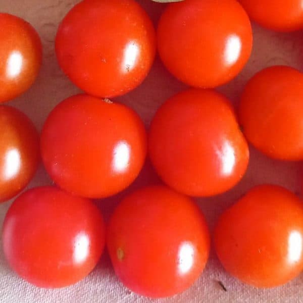 Korino red cherry, Solanum lycopersicum