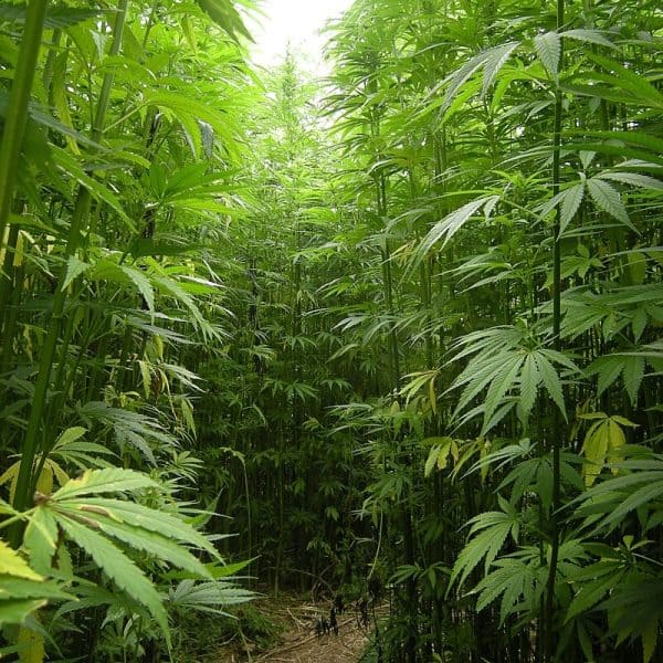 Industrial hemp, Cannabis sativa