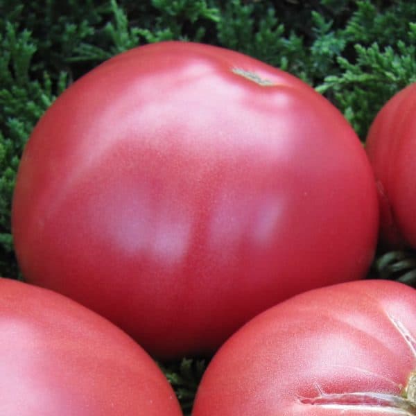 Lilac giant, Solanum lycopersicum