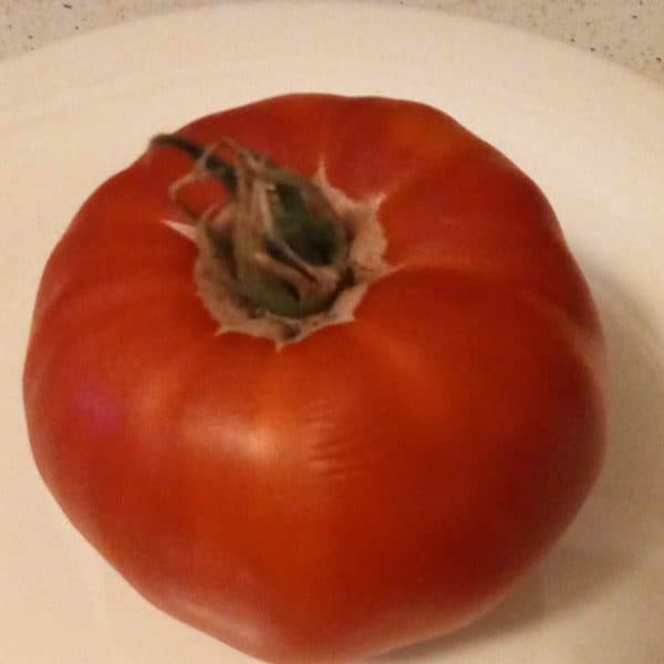 Ovi's Romanian giant, Solanum lycopersicum