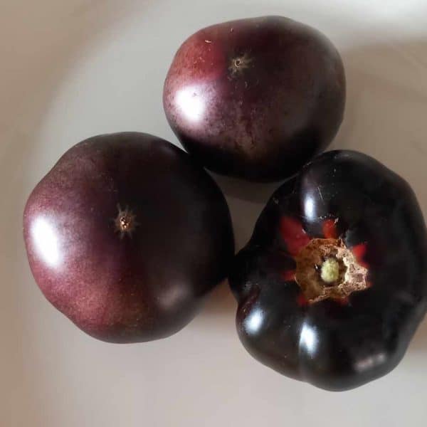 Black beauty, Solanum lycopersicum