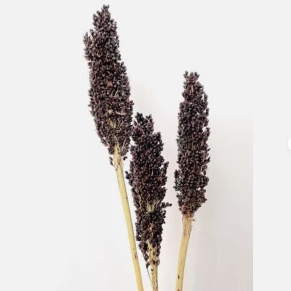 Black millet, Sorghum nigrum