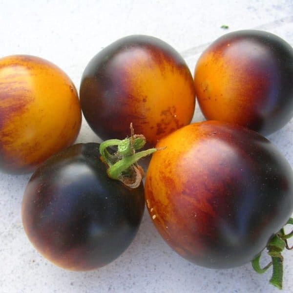 Blue-gold, Solanum lycopersicum