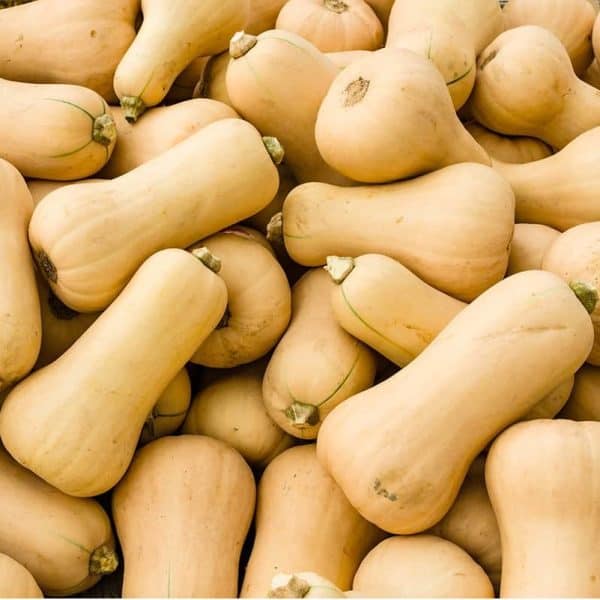 Butternut squash, Cucurbita moschata