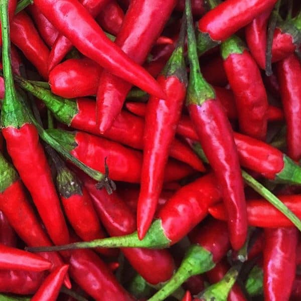 Bird's eye, Capsicum Annuum