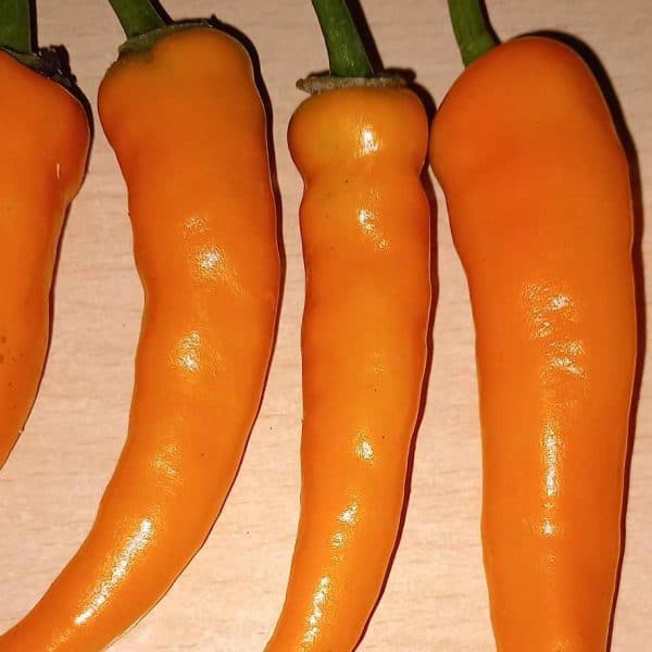 Cayenne orange, Capsicum Annuum