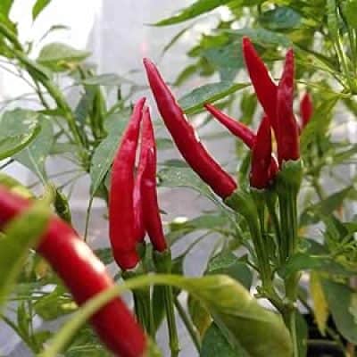 Thai dragon, Capsicum annuum