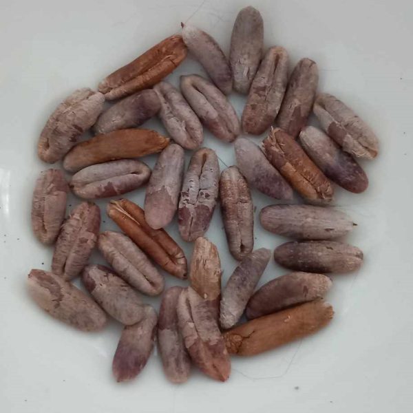 Date seeds, Phoenix dactylifera