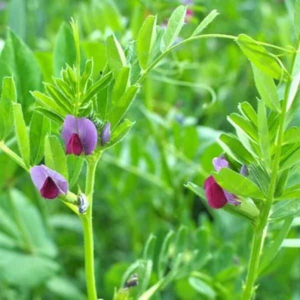 Vetch, Vicia sativa