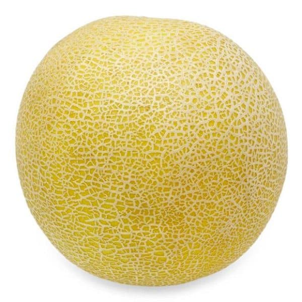 Melon Galia, Cucumis melo var. reticulatus