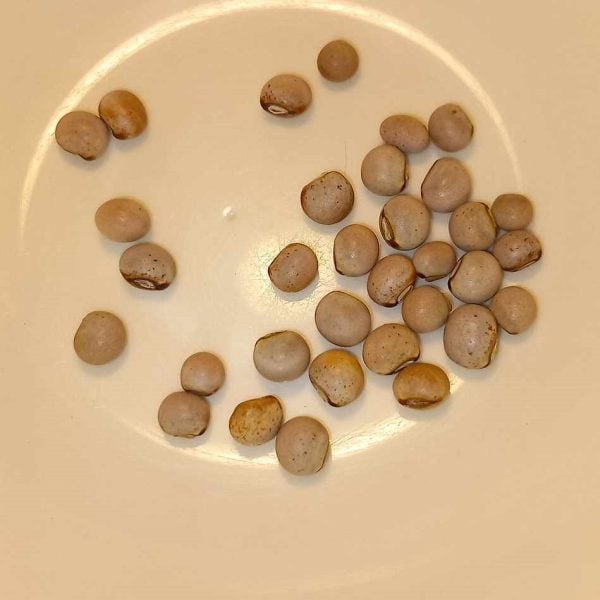 Gungo peas, Cajanus cajan