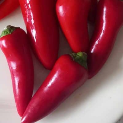 Jalapeno red, Capsicum annuum