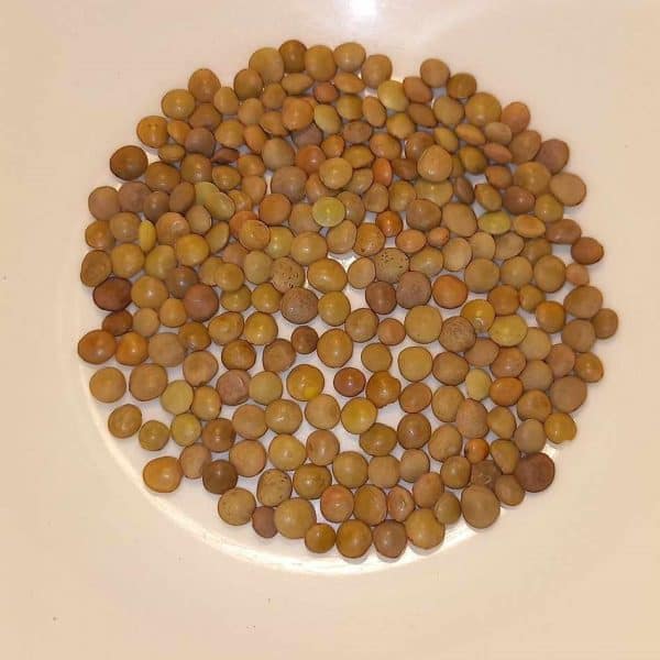 Casteluccio lentils, Vicia lens