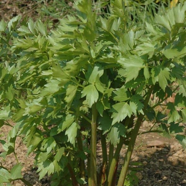 Lovage, Levisticum officinale