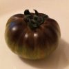 Muddy waters, Solanum lycopersicum