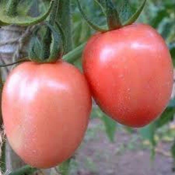 Podland pink, Solanum lycopersicum