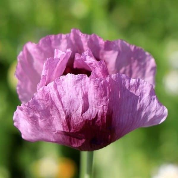 Poppy, Papaver somniferum