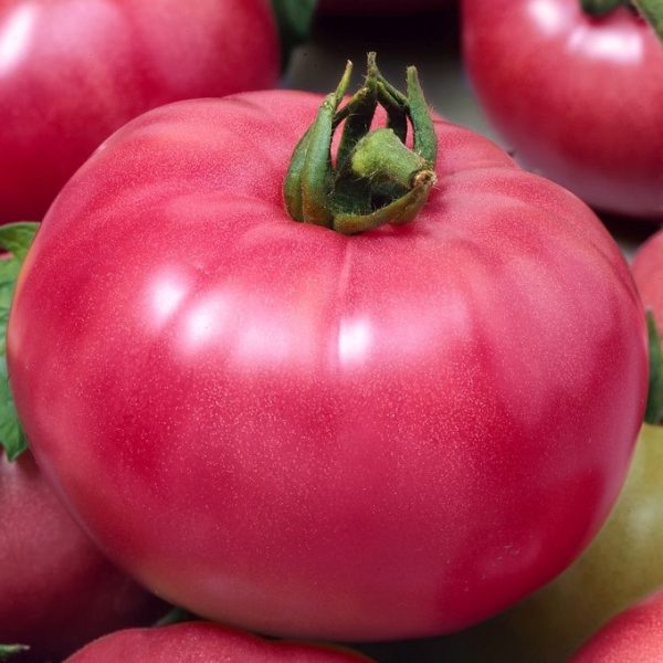 Raspberry, Solanum lycopersicum