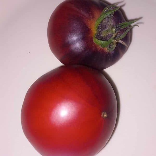 Red beauty, Solanum lycopersicum