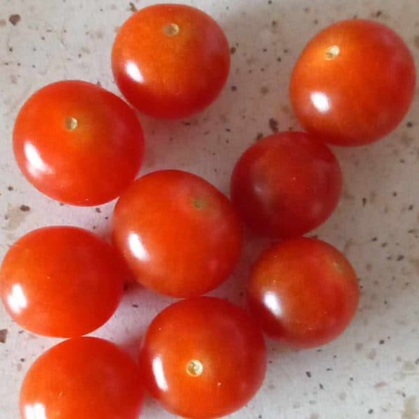 Red tiny cherry, Solanum lycopersicum