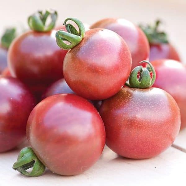 Rosella, Solanum lycopersicum