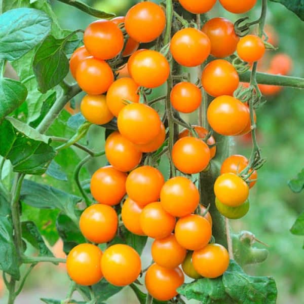 Sungold, Solanum lycopersicum