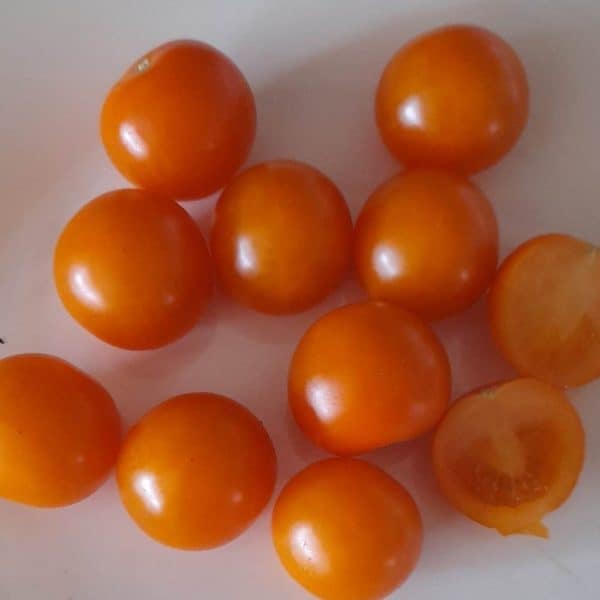 Tomarange, Solanum lycopersicum