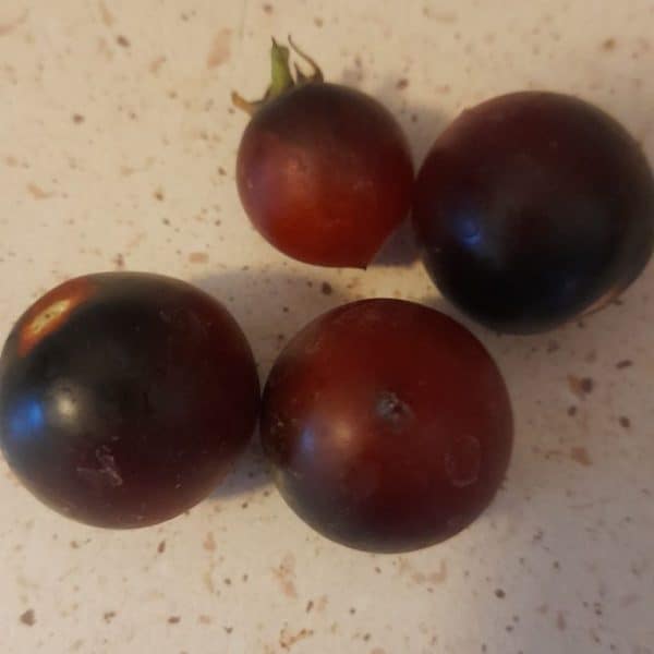 Indigo cherry, Solanum lycopersicum