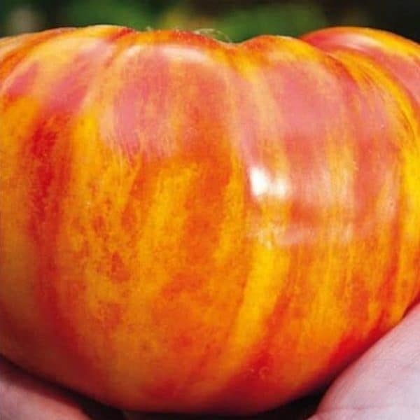 Big rainbow, Solanum lycopersicum