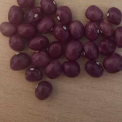 Grandmother, climbing bean, Phaseolus vulgaris