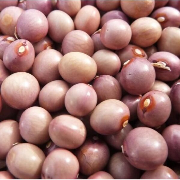 Herrenbohnli, climbing bean, Phaseolus vulgaris