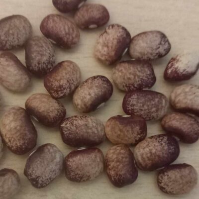 Mayflower, climbing, Phaseolus vulgaris