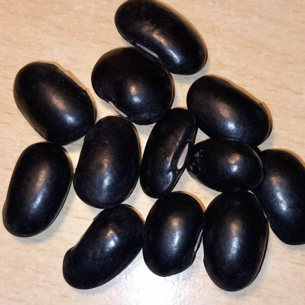 Black coat, climbing bean, Phaseolus coccineus